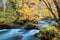 Autumn scenery of mysterious Oirase River å¥¥å…¥ç€¬æ¸“æµ flowing thru the primitive forest of Japanese Beech trees with brilliant
